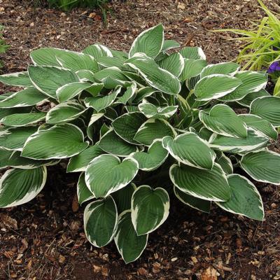 Hosta 'Francee'